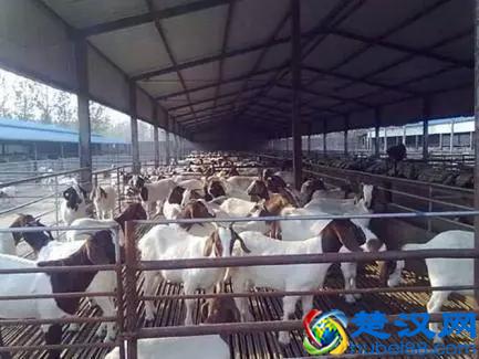 现在农村哪些养殖项目赚钱？这4个前景不错，了解一下？