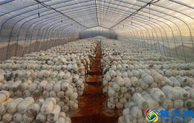 未来几年，最适合农村创业的几大行业，任意一个都比打工强