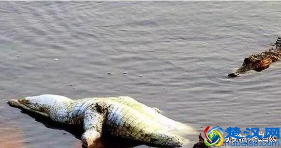 鳄鱼为什么不敢攻击河马？看看河马吃鳄鱼凶狠样子就知原因！