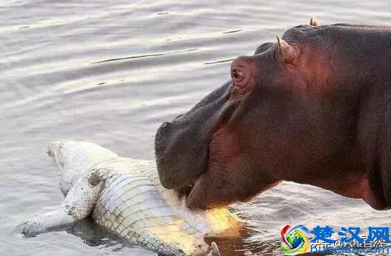 鳄鱼为什么不敢攻击河马？看看河马吃鳄鱼凶狠样子就知原因！