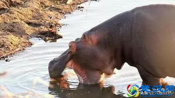 鳄鱼为什么不敢攻击河马？看看河马吃鳄鱼凶狠样子就知原因！
