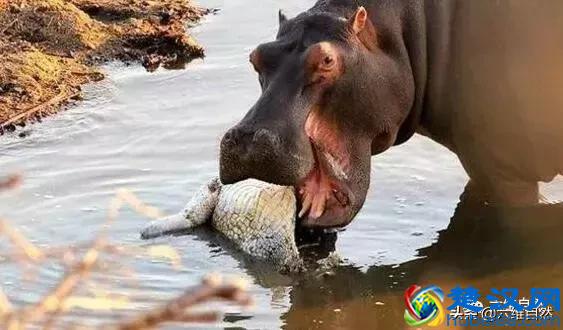 鳄鱼为什么不敢攻击河马？看看河马吃鳄鱼凶狠样子就知原因！