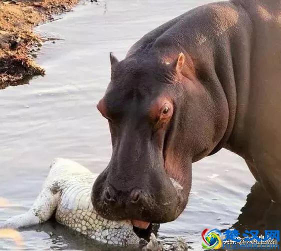 鳄鱼为什么不敢攻击河马？看看河马吃鳄鱼凶狠样子就知原因！