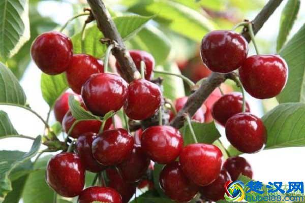 车厘子的市场价格如何?关于车厘子的知识扫盲