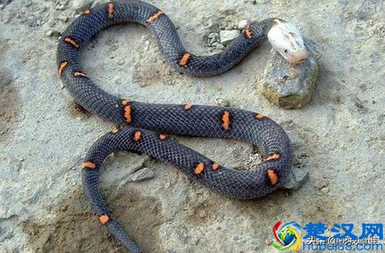 白头蝰蛇毒性极强瞬间让血凝固，因稀少身价升高成一级保护动物