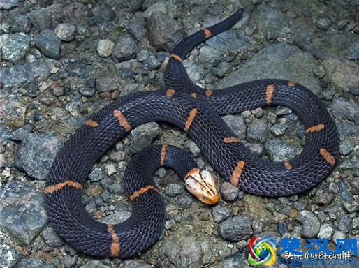 白头蝰蛇毒性极强瞬间让血凝固，因稀少身价升高成一级保护动物