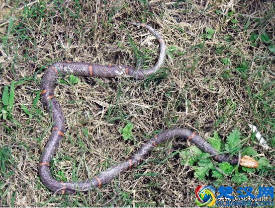 白头蝰蛇毒性极强瞬间让血凝固，因稀少身价升高成一级保护动物