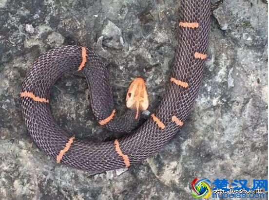 白头蝰蛇毒性极强瞬间让血凝固，因稀少身价升高成一级保护动物