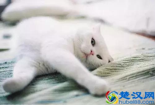 “和朋友合伙开个宠物店到底好不好？”我们采访了5位宠物店老板