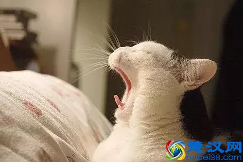 “和朋友合伙开个宠物店到底好不好？”我们采访了5位宠物店老板