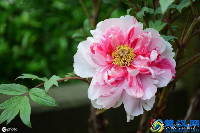 徐志摩《陌上花开》