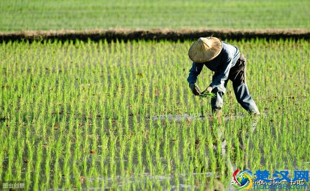 种420亩地，一年收入20万还不累？农民网友一片唏嘘