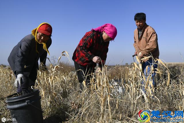 种420亩地，一年收入20万还不累？农民网友一片唏嘘