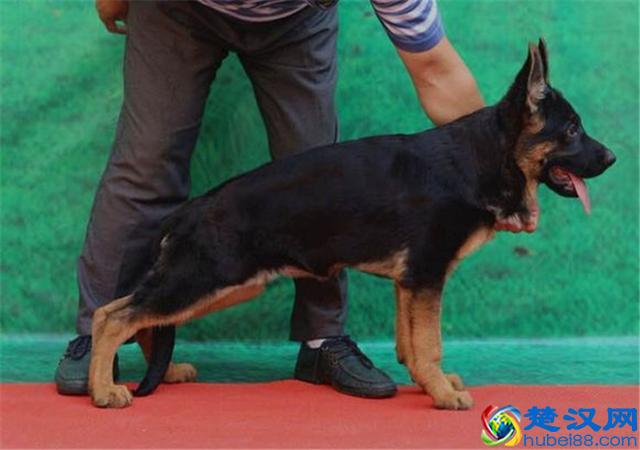 农村养狗什么狗最为合适？第3种犬每个人都想养