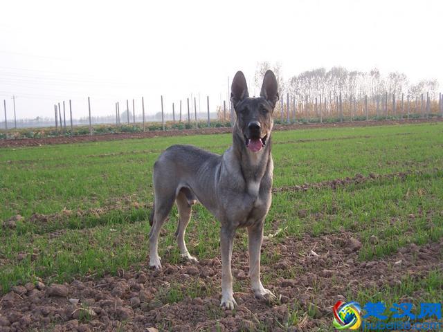 农村养狗什么狗最为合适？第3种犬每个人都想养