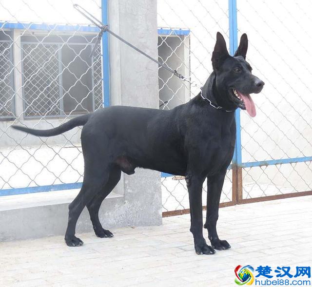 农村养狗什么狗最为合适？第3种犬每个人都想养