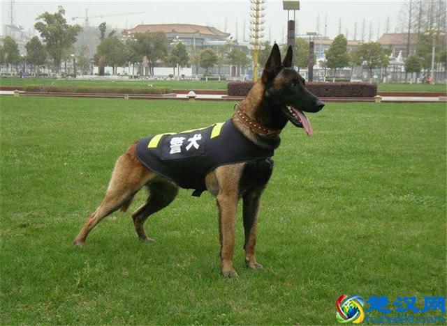 农村养狗什么狗最为合适？第3种犬每个人都想养