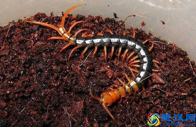 家里有蜈蚣有何征兆 家里有蜈蚣怎么消灭