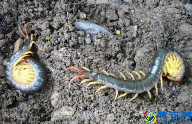 家里有蜈蚣有何征兆 家里有蜈蚣怎么消灭