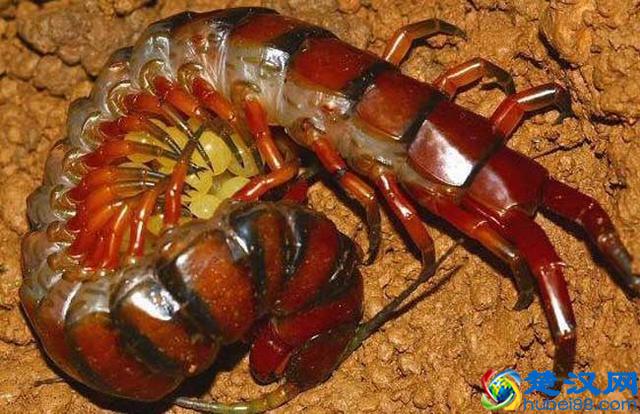 家里有蜈蚣有何征兆 家里有蜈蚣怎么消灭