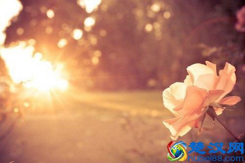 10句心灵寄语，总有一句触动你内心的柔软