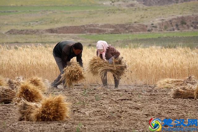 农民面对这些事情，常常束手无策只能任命