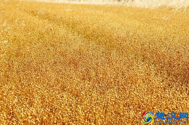 中国历史上的五谷到底指的是哪五种粮食作物？