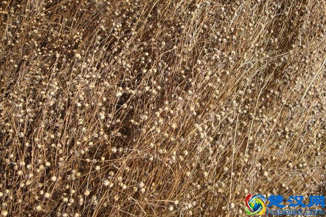 中国历史上的五谷到底指的是哪五种粮食作物？