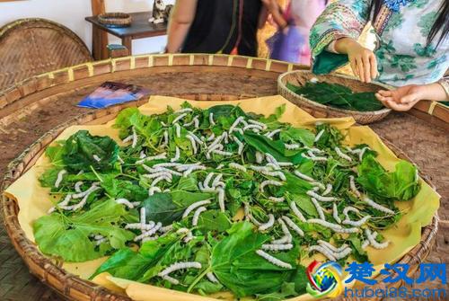 为什么蚕只吃桑叶？科学家发现关键证据，有些蚕已经开始吃苹果了