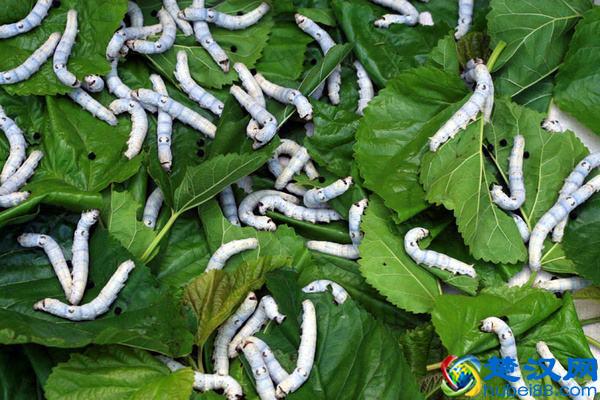 为什么蚕只吃桑叶？科学家发现关键证据，有些蚕已经开始吃苹果了