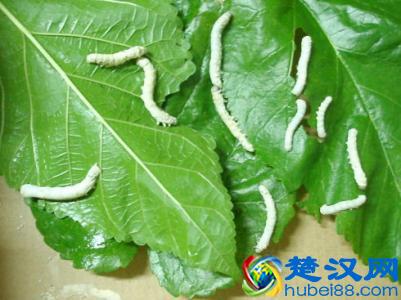 为什么蚕只吃桑叶？科学家发现关键证据，有些蚕已经开始吃苹果了