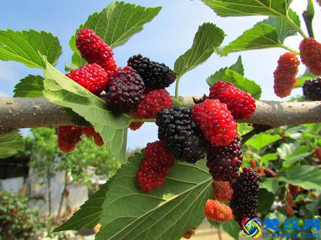 为什么蚕只吃桑叶？科学家发现关键证据，有些蚕已经开始吃苹果了