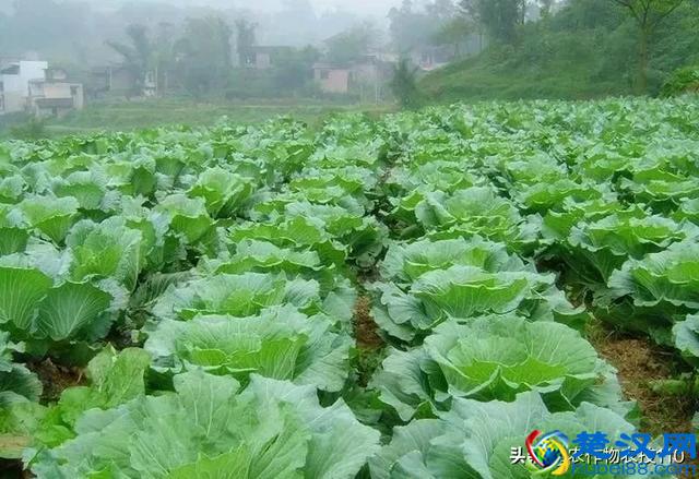 想种好甘蓝？4种重要害虫可要注意了