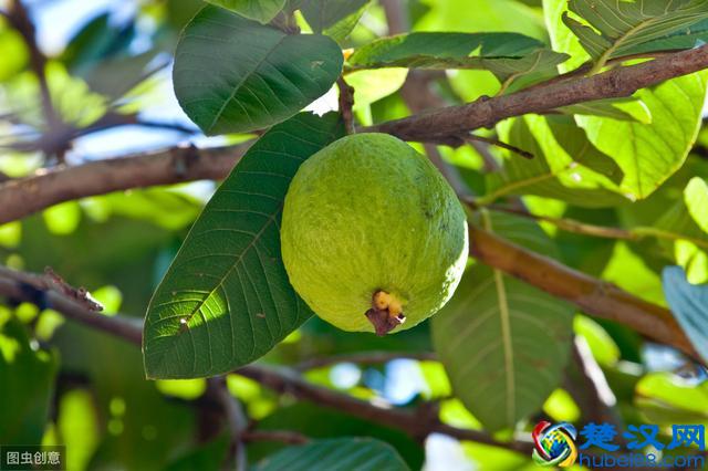 番石榴和石榴，别看相差一个字，番石榴种植技巧大不一样