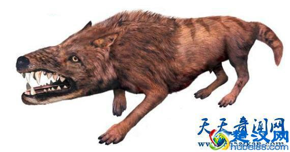 鲸鱼的祖先是什么动物 说出来你可能不信竟然是一条狗