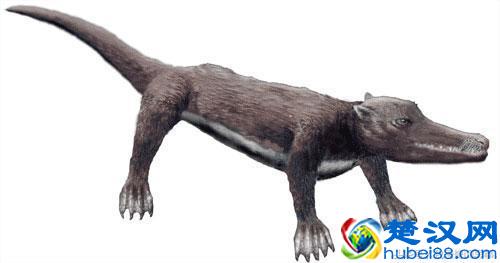 鲸鱼的祖先是什么动物 说出来你可能不信竟然是一条狗