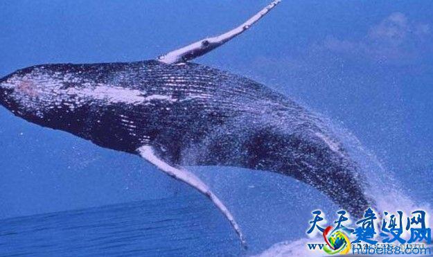 鲸鱼的祖先是什么动物 说出来你可能不信竟然是一条狗
