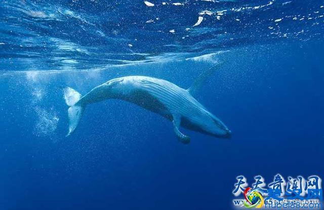 鲸鱼的祖先是什么动物 说出来你可能不信竟然是一条狗
