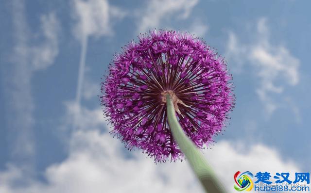 学会连续自动对焦，轻松追焦打鸟