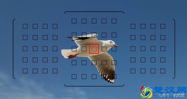 学会连续自动对焦，轻松追焦打鸟