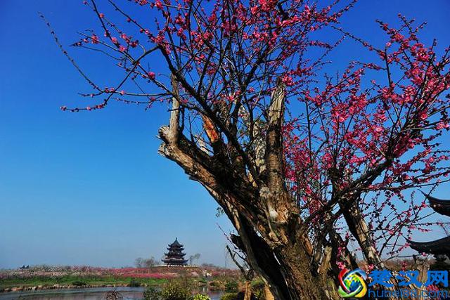 海湾国家森林公园：将是上海最美的后花园