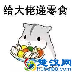 养仓第3步：仓鼠饮食大全，再也不怕养不活了