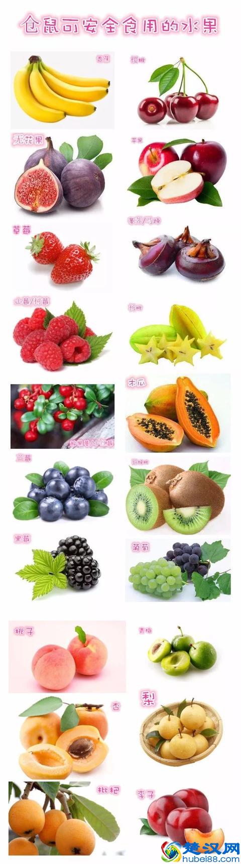 养仓第3步：仓鼠饮食大全，再也不怕养不活了