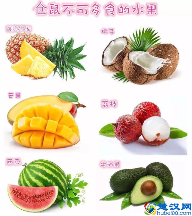 养仓第3步：仓鼠饮食大全，再也不怕养不活了