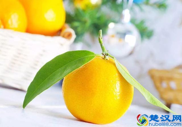 养仓第3步：仓鼠饮食大全，再也不怕养不活了