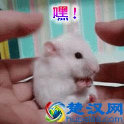 养仓第3步：仓鼠饮食大全，再也不怕养不活了