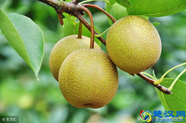 干货！梨树栽培管理年历+病虫害综合防治年历