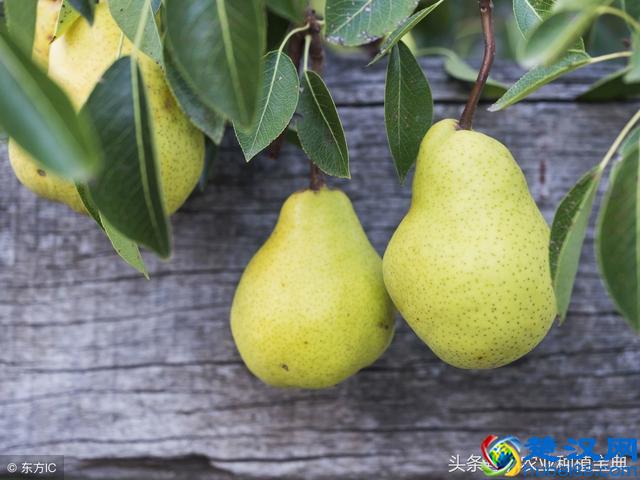 干货！梨树栽培管理年历+病虫害综合防治年历