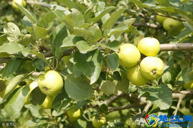 干货！梨树栽培管理年历+病虫害综合防治年历