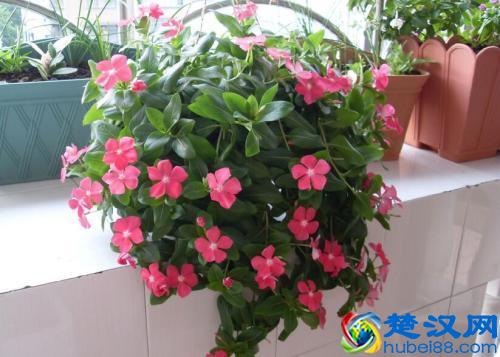 鸡蛋壳做花肥、驱虫等等，原来鸡蛋壳还有这么多用处